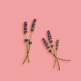 NEW! Botanics Lavender Lip Balm